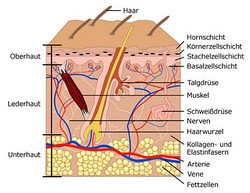 Haut-Querschnitt